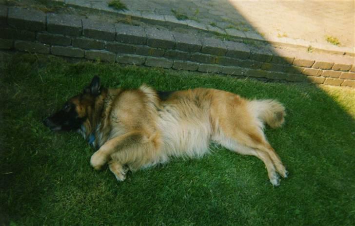 Schæferhund Niko *død* :'( --min--- - Smukke hund<3 billede 5