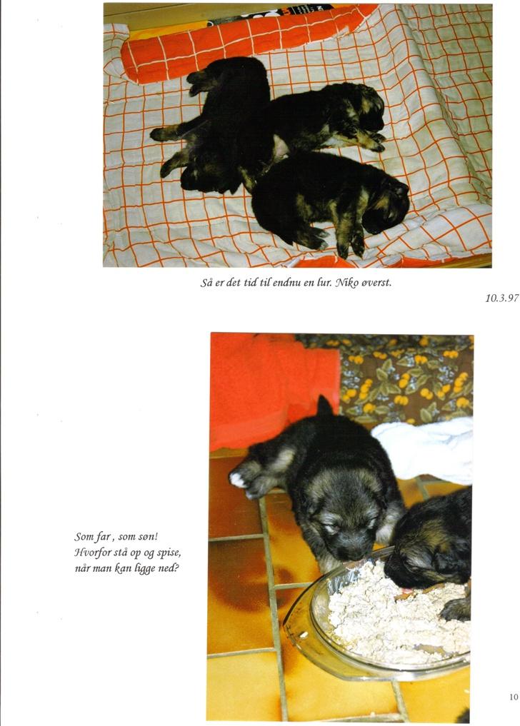 Schæferhund Niko *død* :'( --min--- - 4 dage gammel...  billede 6