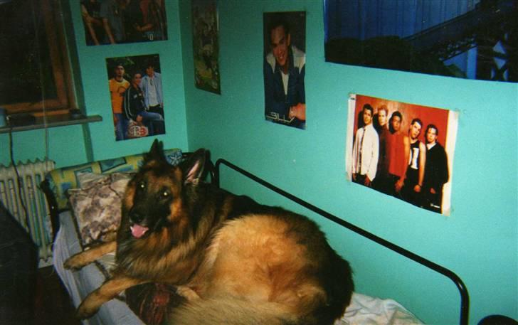 Schæferhund Niko *død* :'( --min--- - Har invaderet Lenes seng...  billede 7