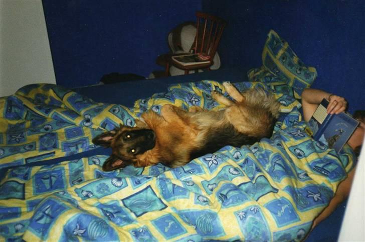 Schæferhund Niko *død* :'( --min--- - Det kan jeg lii holde til..  billede 8