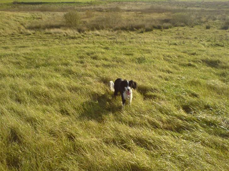 Border collie Daisy - velkommen til min profil smid grene en komentar og en bedømelse billede 1