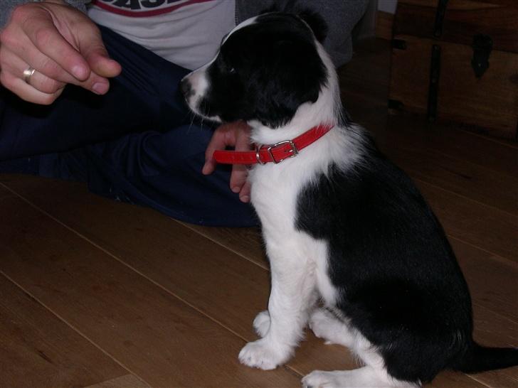 Border collie Daisy - hej far billede 2