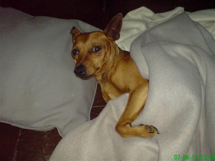Dvaergpinscher buller - Her ligger jeg og putter på sofaen! skøønt :) billede 1