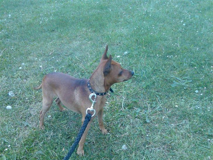 Dvaergpinscher buller - Ude og gå sammen med mor! billede 2