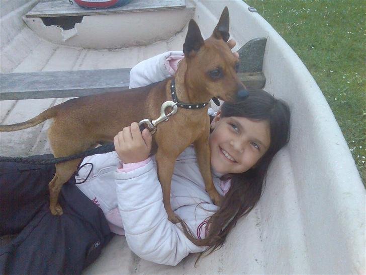 Dvaergpinscher buller - Her ligger jeg i en bår sammen med mor!  billede 3