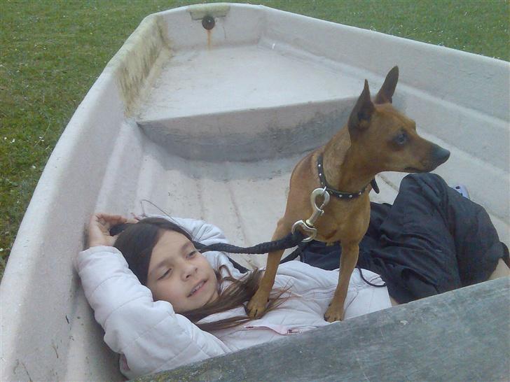 Dvaergpinscher buller - HOV hvad var det jeg hørte!  billede 4