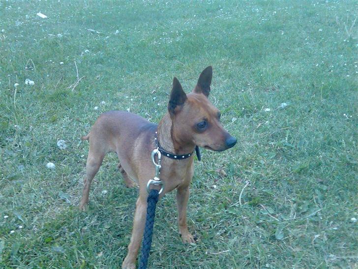 Dvaergpinscher buller - Her står jeg og lytter !  billede 5