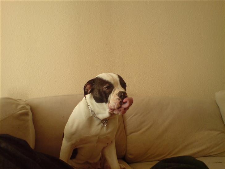 Olde english bulldogge Bertha billede 6