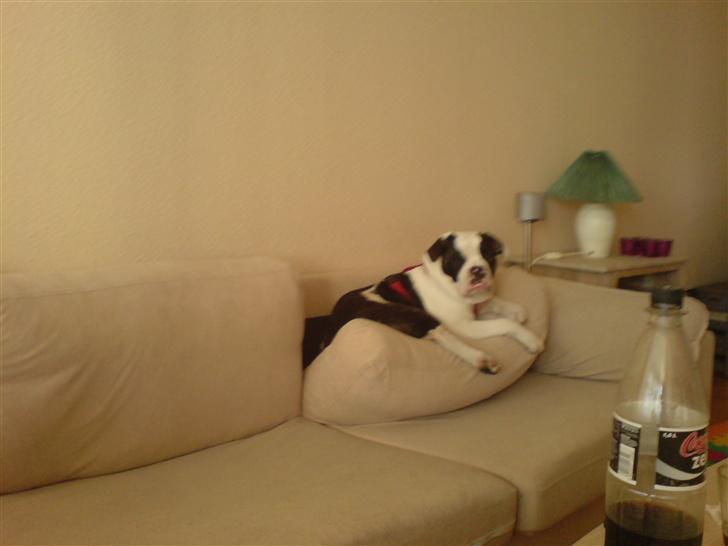 Olde english bulldogge Bertha billede 7