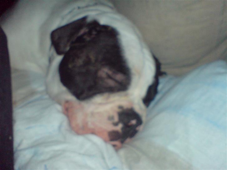 Olde english bulldogge Bertha billede 8