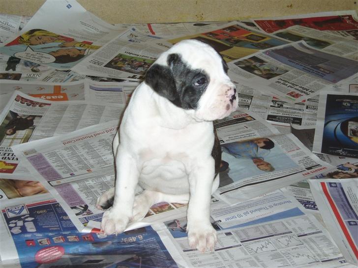Olde english bulldogge Bertha billede 9