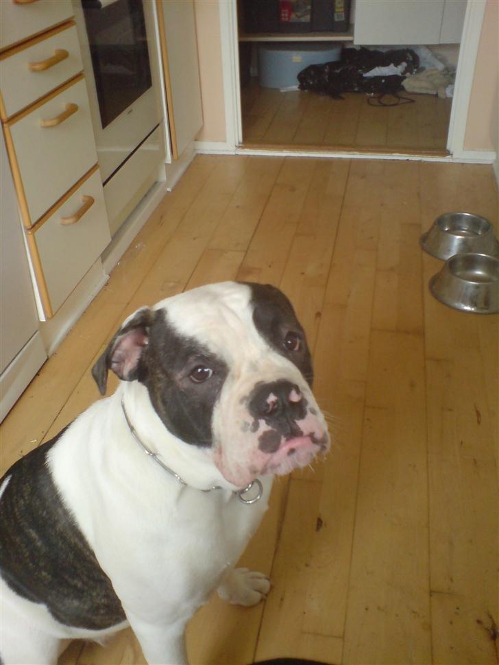 Olde english bulldogge Bertha billede 10