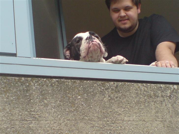 Olde english bulldogge Bertha billede 11