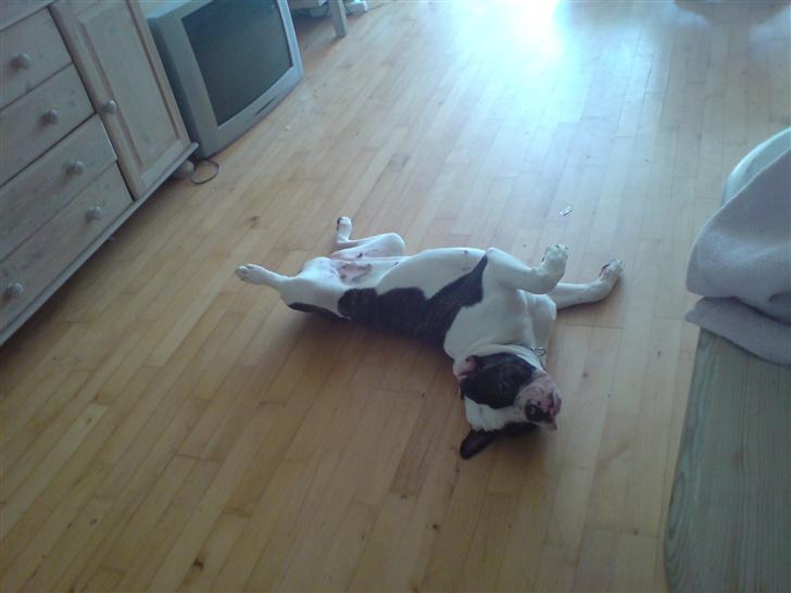 Olde english bulldogge Bertha billede 12