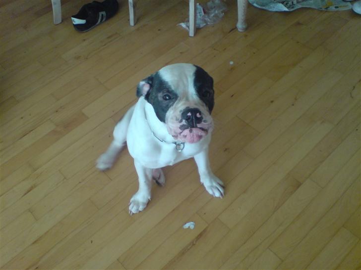 Olde english bulldogge Bertha billede 13