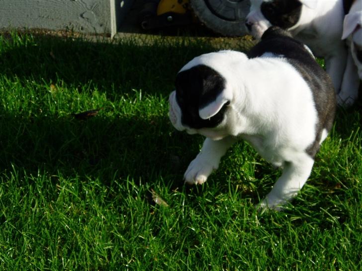 Olde english bulldogge Bertha billede 14