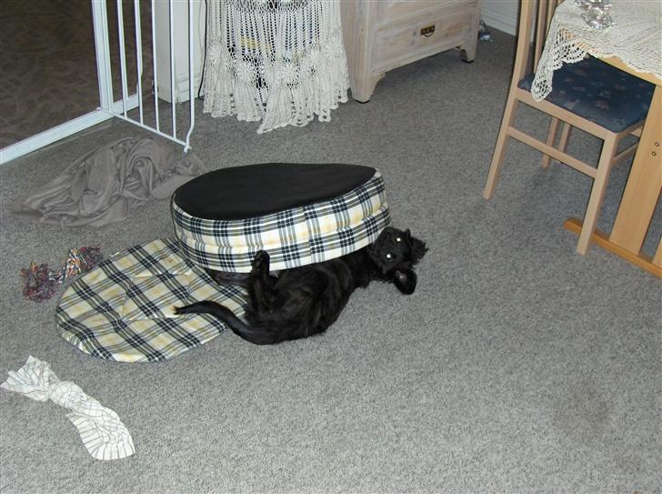 Blanding af racer Diva - Så er mit første bytte nedlagt. Øhhh, eller byttet nedlagde mig? billede 13