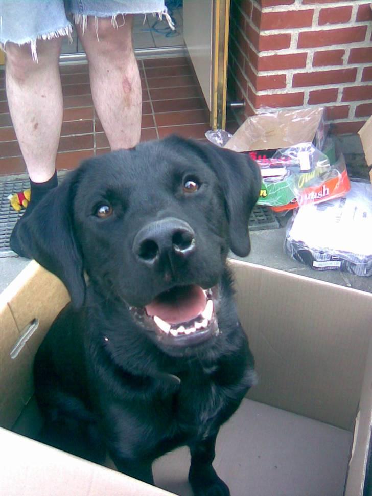 Labrador retriever Tyson - Vi var lige flyttet ind i den nye lejlighed og Tyson var helt vild. For det var jo hammer sjovt at flytte og at man så måtte sidde i kassen bagefter det var bare såå fedt :) billede 9