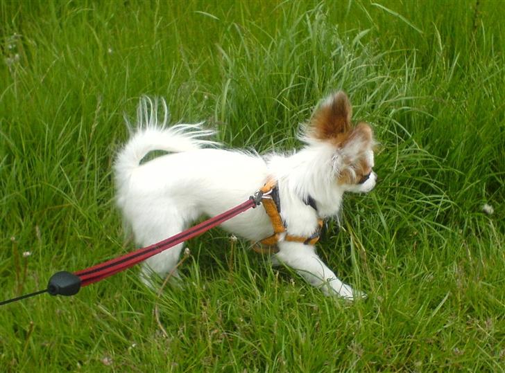 Papillon Panda [Himmelhund 2018]  - Verden er så interessant!! billede 4