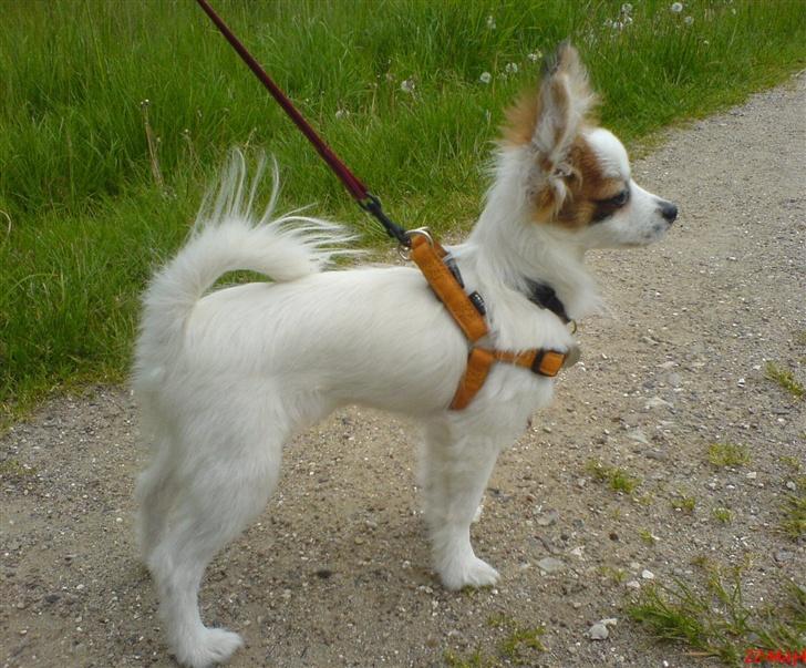 Papillon Panda [Himmelhund 2018]  - Man kan godt stå pænt i sin nye sele... billede 5