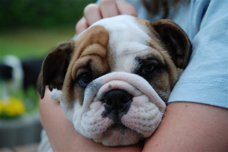 Engelsk bulldog Pedro - Lige et portræt af vores dejlige Pedro billede 3