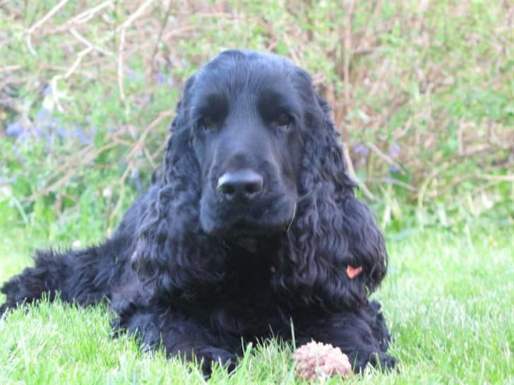 Cocker spaniel Balder - Balder i sverige 15 måneder billede 1