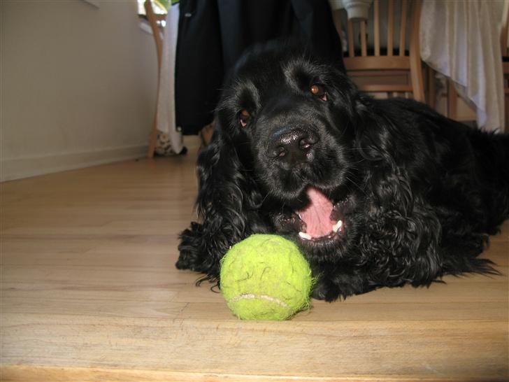Cocker spaniel Balder - Balder 15 måneder billede 2