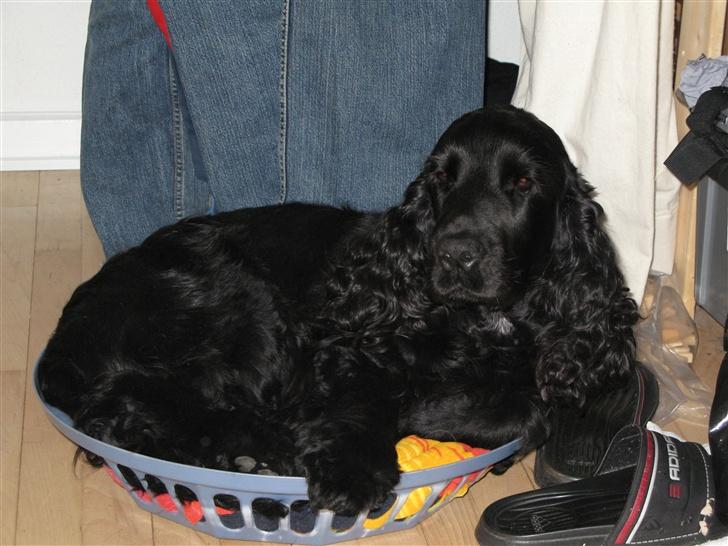 Cocker spaniel Balder - Balder ligger i vores vasketøjs kurvs låg, han er 14 måneder billede 3
