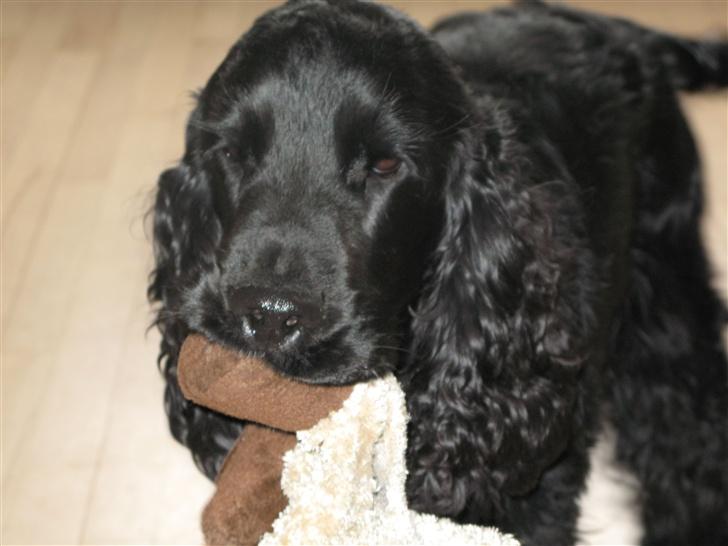 Cocker spaniel Balder - Balder med sin ylings bamse i munden 13 måneder billede 4