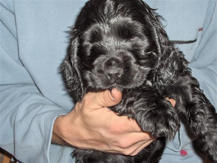 Cocker spaniel Balder - Balder 6 uger billede 5