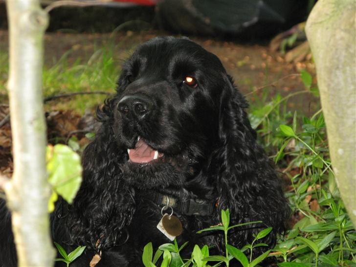 Cocker spaniel Balder - Balder i sverige 15 måneder  billede 6