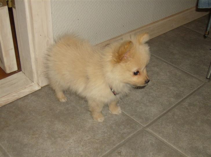Pomeranian Gizmo *RIP :'( - Ligner næsten en tøjbamse ;) billede 16
