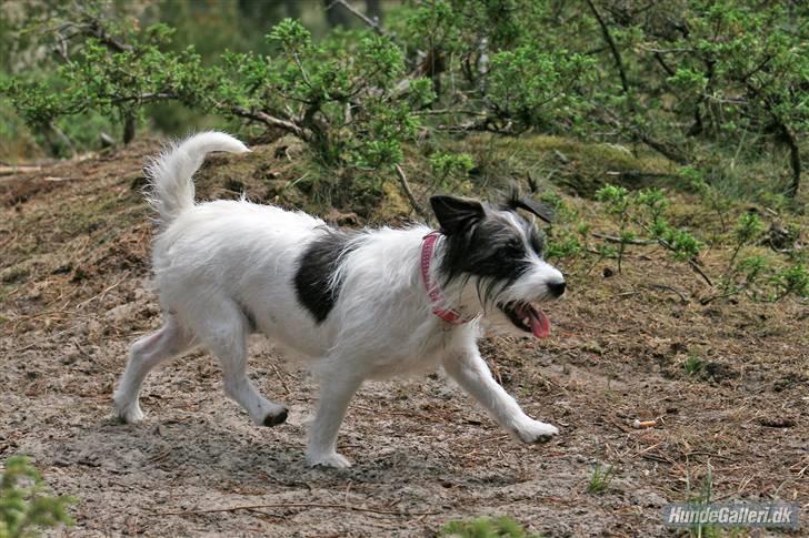 Jack russell terrier **Totte** - Turbo-Totte :) billede 1