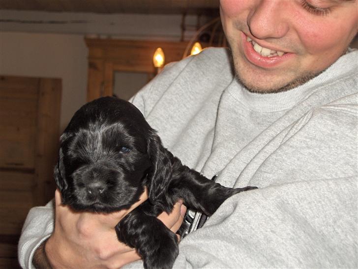 Cocker spaniel Balder - Se hvor sød jeg er Balder 4 uger  billede 7