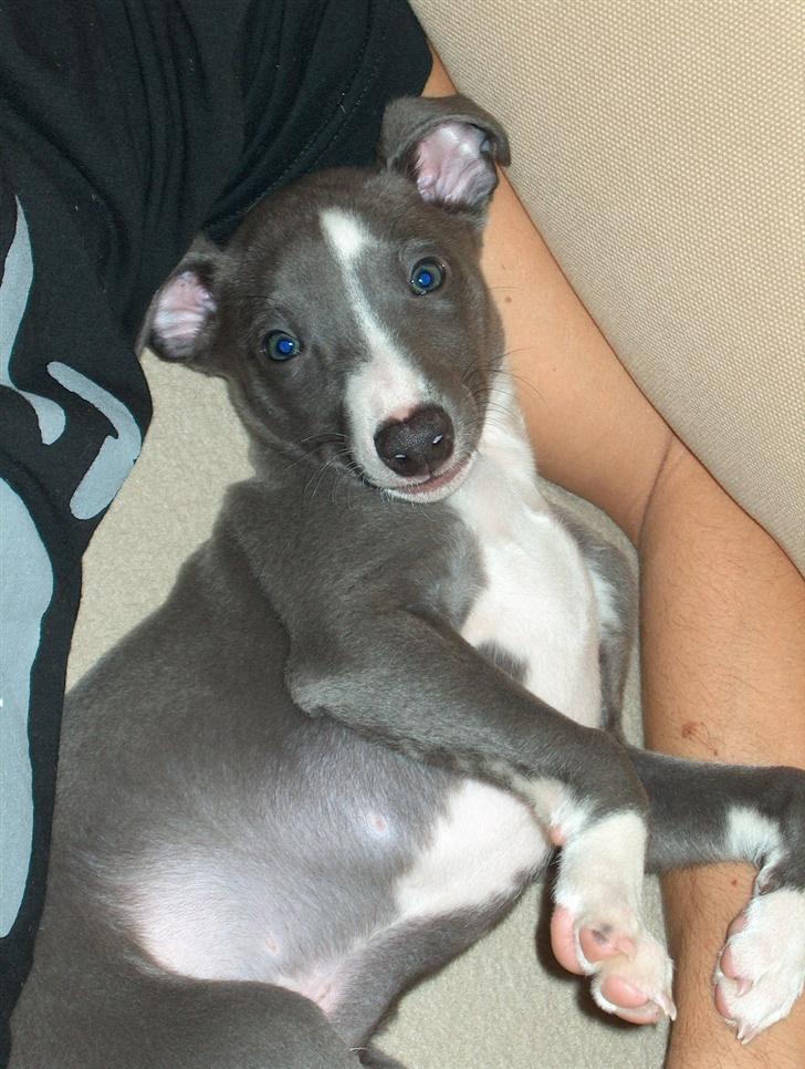 Whippet Ninja - 8 uger billede 9