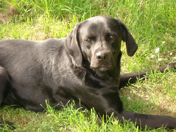 Labrador retriever Teglgaardens Maj billede 12