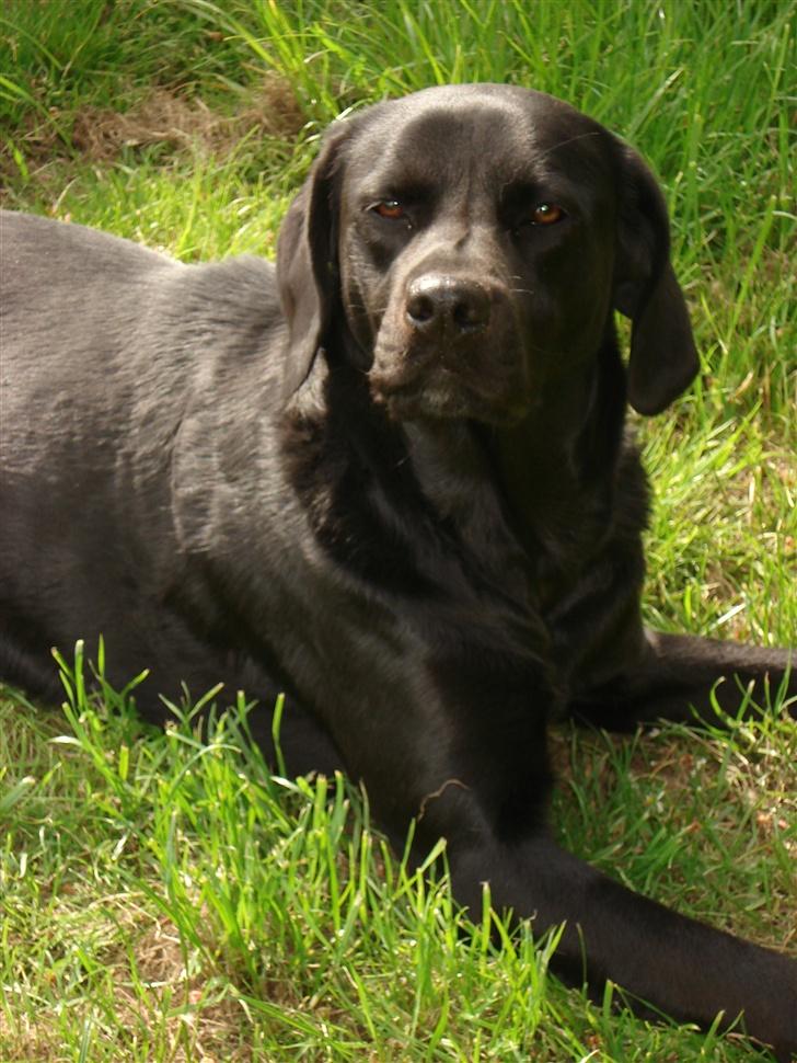 Labrador retriever Teglgaardens Maj billede 13
