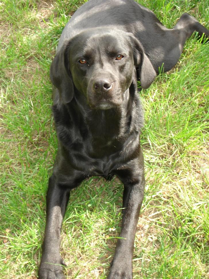 Labrador retriever Teglgaardens Maj billede 14