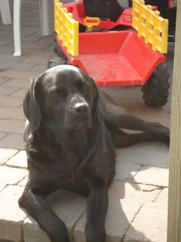 Labrador retriever Teglgaardens Maj billede 15