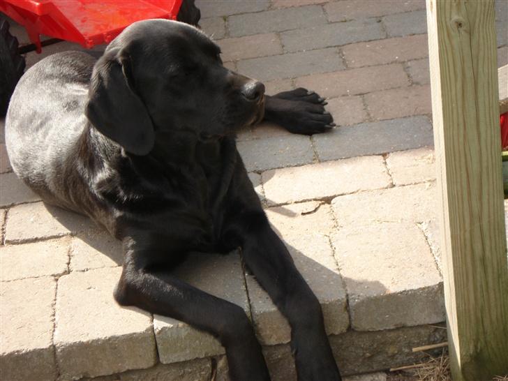 Labrador retriever Teglgaardens Maj billede 16