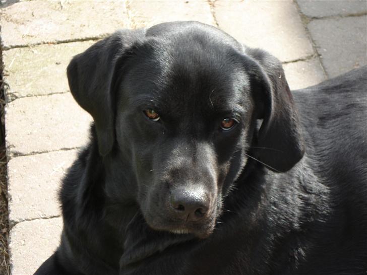 Labrador retriever Teglgaardens Maj billede 18