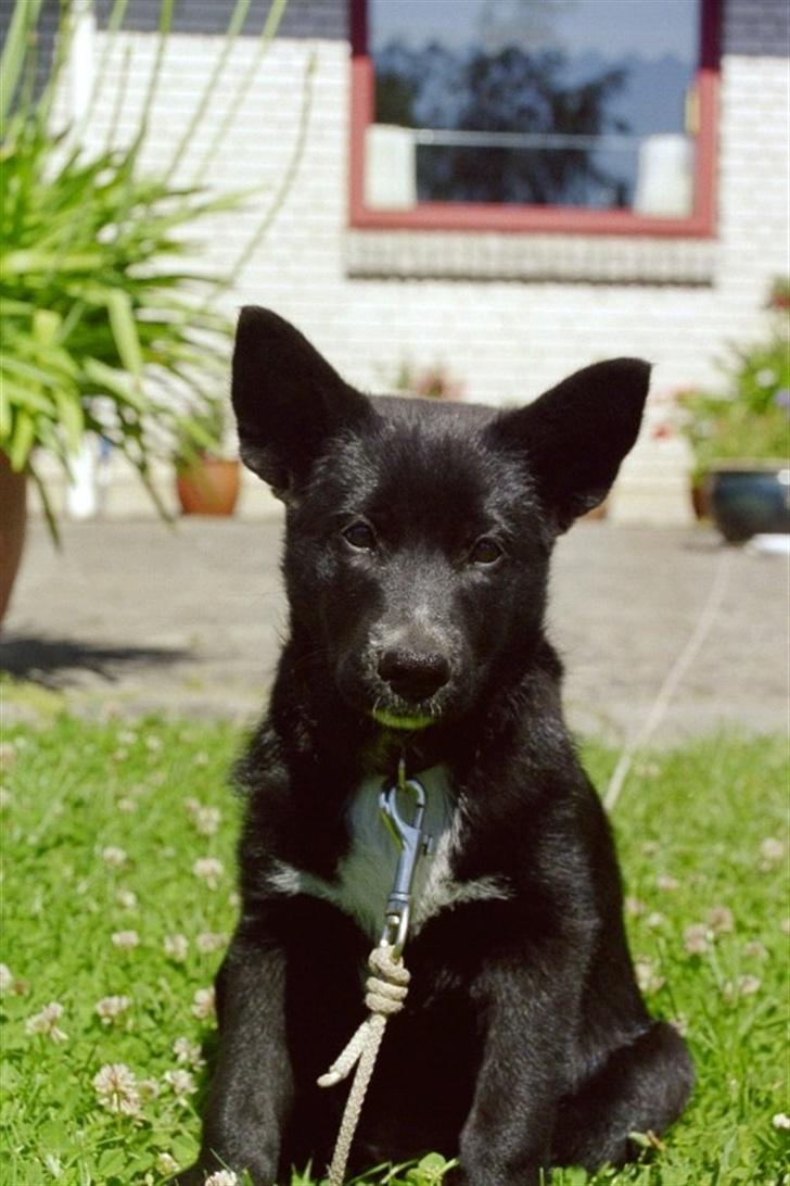 Sort spids Fiona - ca 3 mdr. billede 1