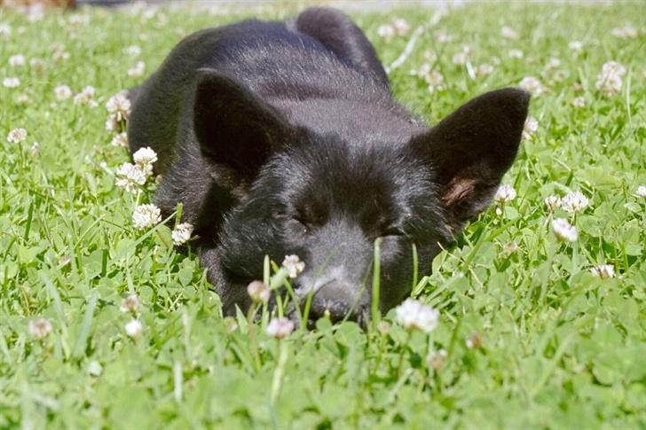 Sort spids Fiona - tid til en lur billede 2