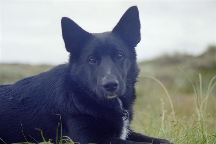 Sort spids Fiona - holder øje med dig billede 3