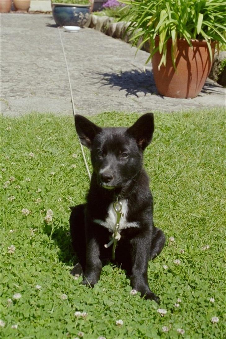 Sort spids Fiona - lille i en stor verden billede 4