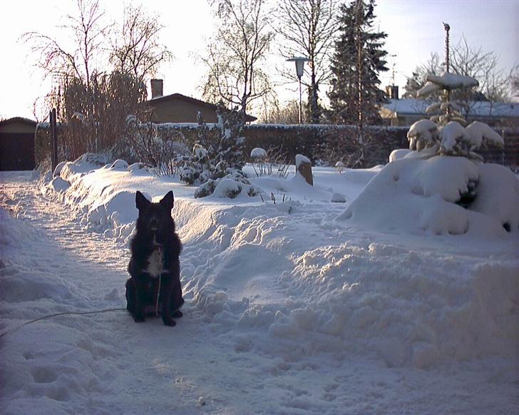 Sort spids Fiona - min første vinter billede 5
