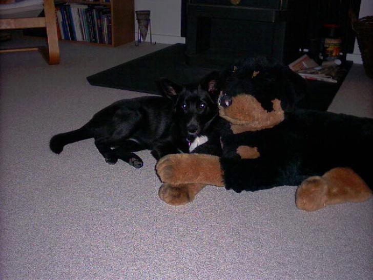 Sort spids Fiona - putter mig ind til min tøjhund billede 6