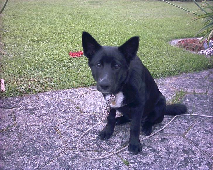 Sort spids Fiona - sidder jeg pænt nu billede 7