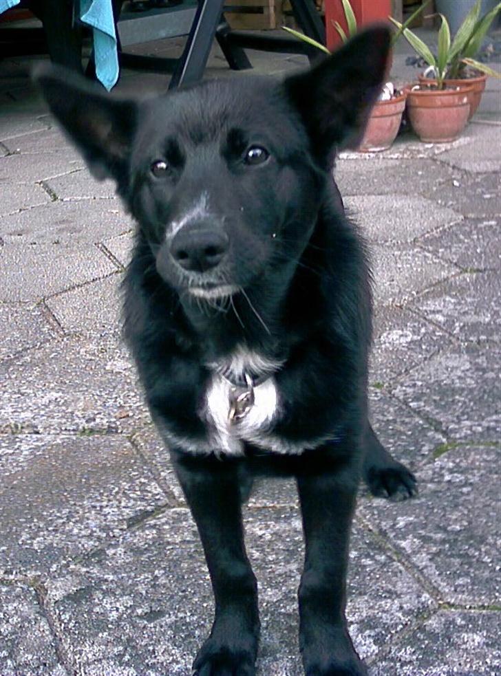 Sort spids Fiona - hvad er der gang i billede 8