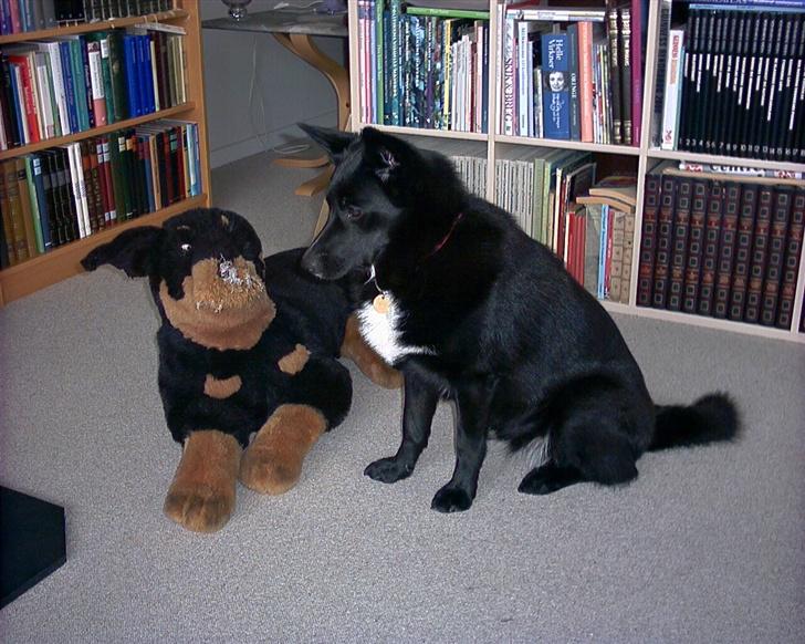 Sort spids Fiona - se min tøjhund billede 9